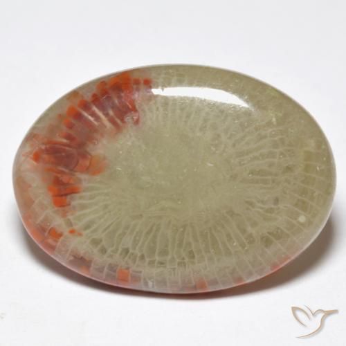 Coral Multicolorido Natural 10.32ct, oval, Translúcido