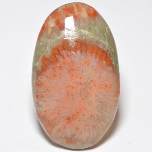 Coral multicolorido natural 11,38ct, corte oval, translúcido