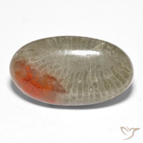 Coral Multicolorido Natural 8.25ct, oval, Translúcido