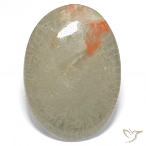 15.23ct Natural Multicolorido Coral, oval, Translúcido