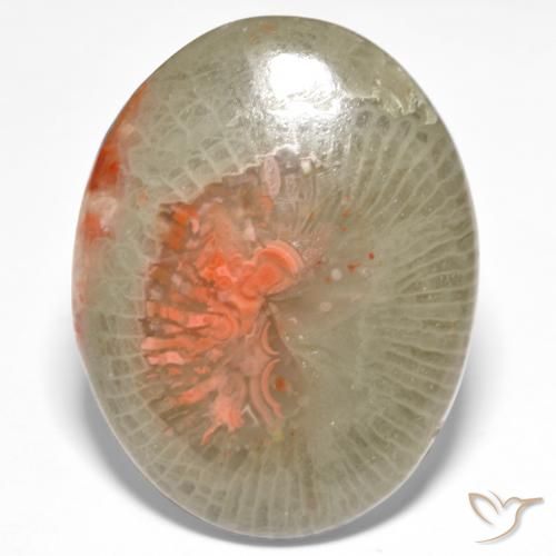 18.98ct Natural Multicolorido Coral, oval, Translúcido