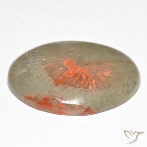 Coral Multicolorido Natural 18.98ct, oval, Translúcido