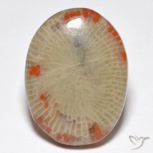 14.86ct Natural Multicolorido Coral, oval, Translúcido