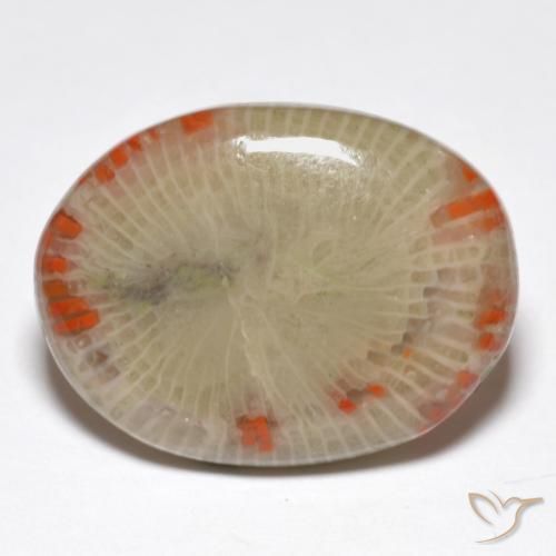 Coral Multicolorido Natural 14.86ct, oval, Translúcido