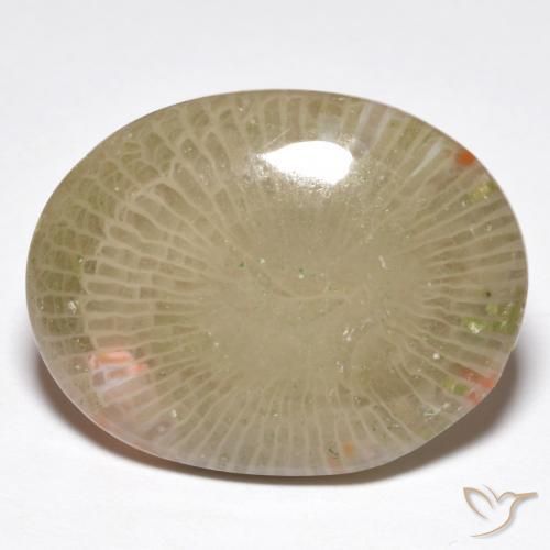 Coral Multicolorido Natural 13.91ct, oval, Translúcido