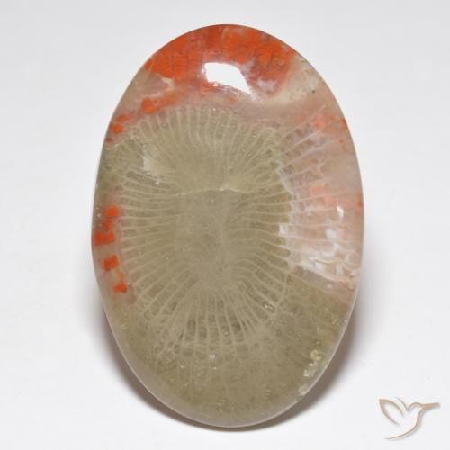 31.32ct Natural Multicolorido Coral, oval, Translúcido
