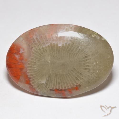 Coral Multicolorido Natural 31.32ct, oval, Translúcido