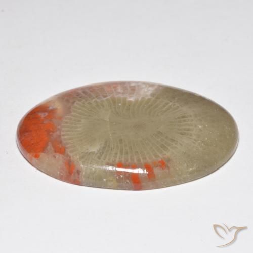 Coral Multicolorido Natural 31.32ct, oval, Translúcido