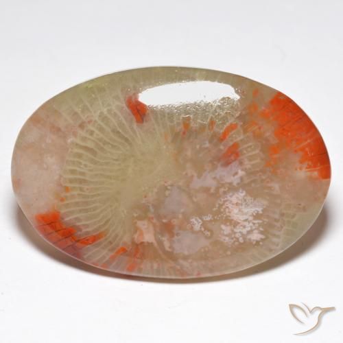 Coral Multicolorido Natural 27.91ct, oval, Translúcido