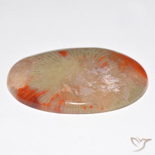 Coral Multicolorido Natural 27.91ct, oval, Translúcido