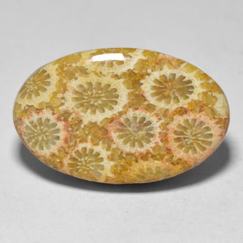 Coral multicolorido natural 15,10ct, corte oval, opaco