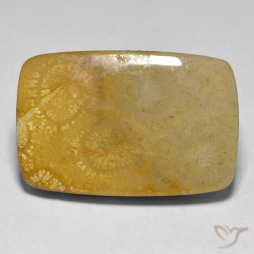 Coral Multicolorido Natural 17.79ct, Almofada, Opaco
