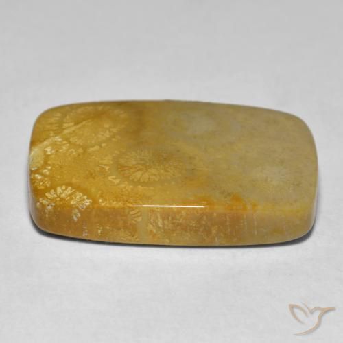 Coral Multicolorido Natural 17.79ct, Almofada, Opaco