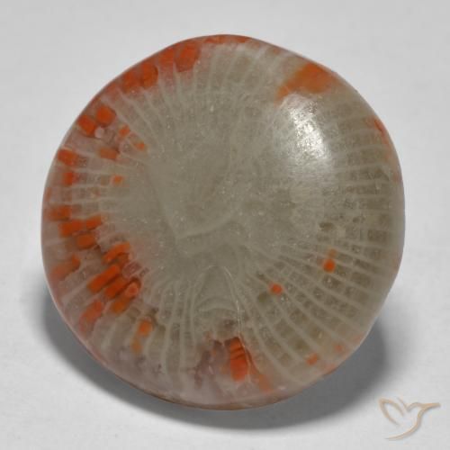 Coral Multicolorido Natural 13.11ct, Redondo, Translúcido