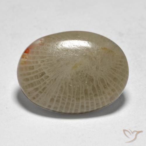 Coral Multicolorido Natural 7.50ct, oval, Translúcido