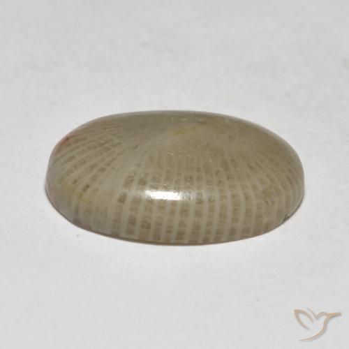 Coral Multicolorido Natural 7.50ct, oval, Translúcido