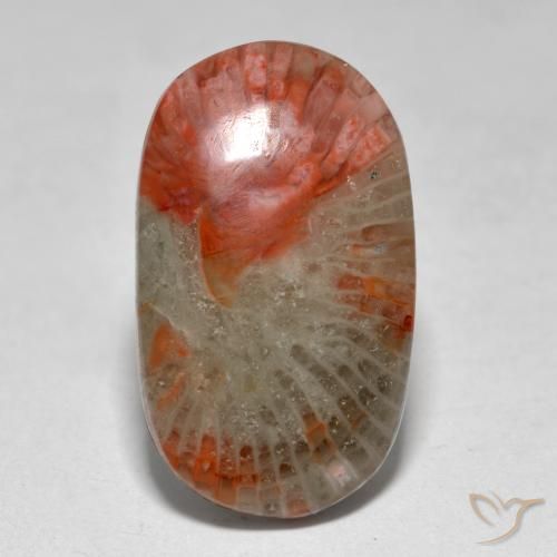 Coral Multicolorido Natural 7.97ct, oval, Translúcido