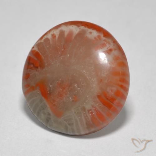Coral Multicolorido Natural 5.76ct, Redondo, Translúcido