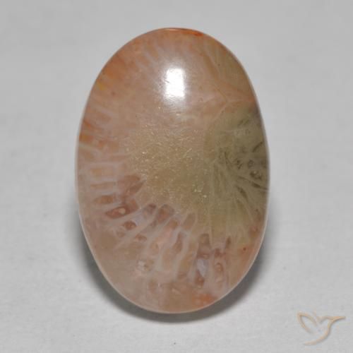 Coral Multicolorido Natural 7.25ct, oval, Translúcido