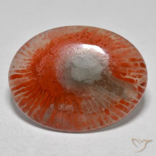 Coral multicolorido natural 8,54ct, corte oval, translúcido