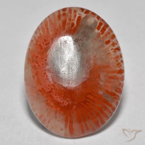Coral multicolorido natural 8,54ct, corte oval, translúcido