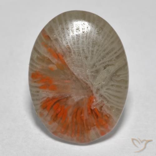 Coral Multicolorido Natural 4.11ct, oval, Translúcido