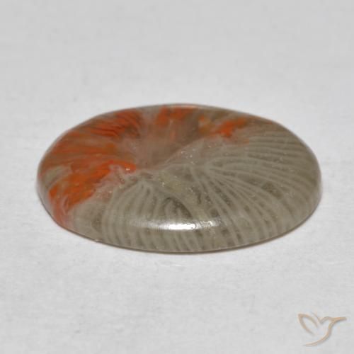 Coral Multicolorido Natural 4.11ct, oval, Translúcido
