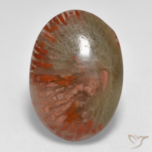 8.55ct Natural Multicolorido Coral, oval, Translúcido