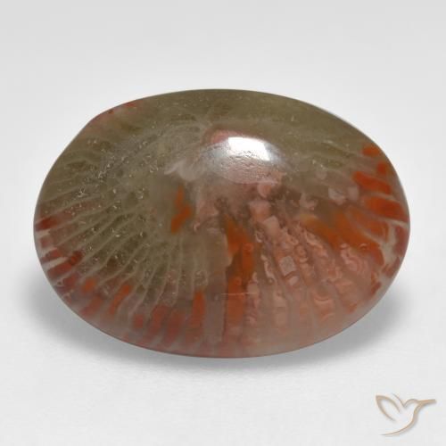 Coral Multicolorido Natural 8.55ct, oval, Translúcido