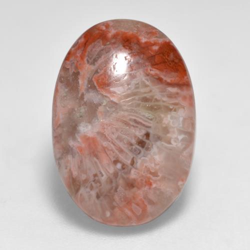 Coral multicolorido natural 7,40ct, corte oval, translúcido