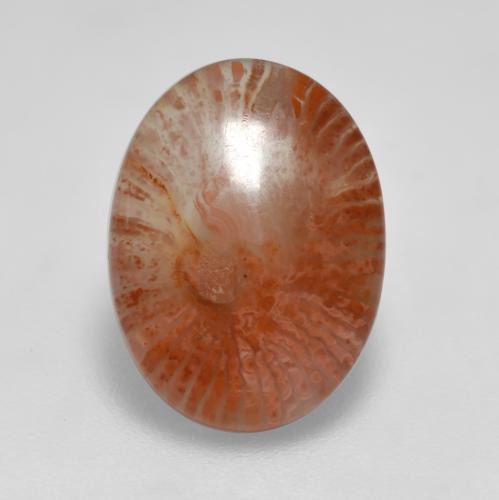 Coral Multicolorido Natural 3.76ct, Corte Oval, Translúcido