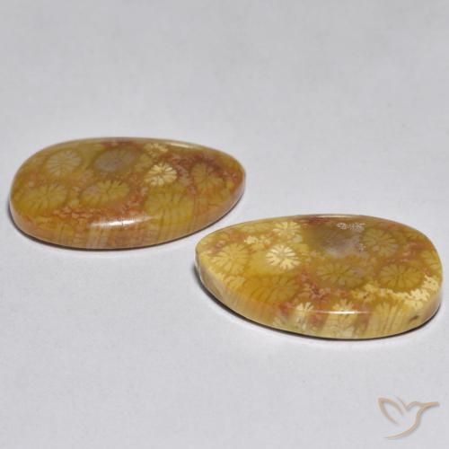 Pedras preciosas de Coral Multicolorido natural de 16.46 ct, Chique, Opaco