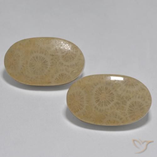 26.78ctw Natural Multicolorido Coral, oval, Opaco