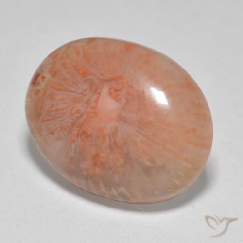 Coral Multicolorido Natural 7.86ct, oval, Translúcido