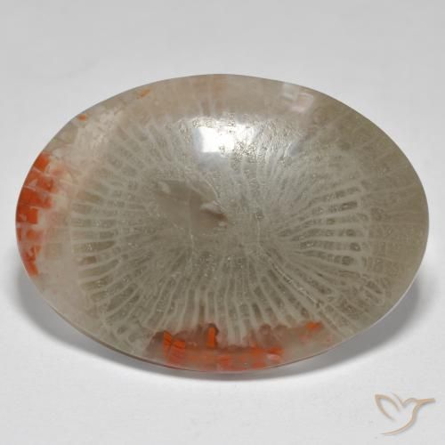 17.43ct Natural Multicolorido Coral, oval, Opaco
