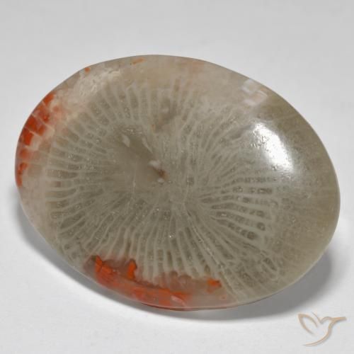 Coral Multicolorido Natural 17.43ct, oval, Opaco