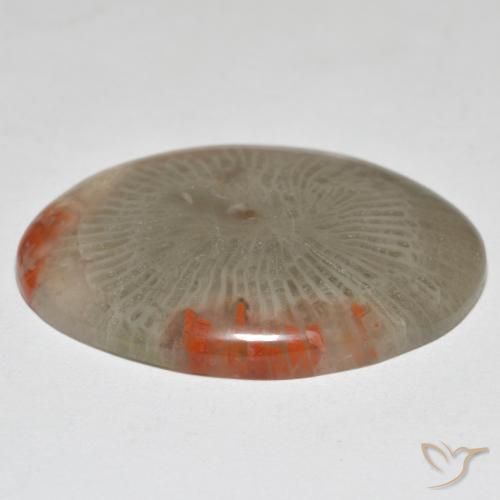 Coral Multicolorido Natural 17.43ct, oval, Opaco