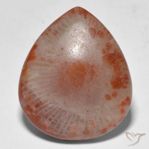 Coral multicolorido natural 11,24ct, formato de pêra, translúcido