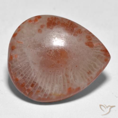 Coral multicolorido natural 11,24ct, formato de pêra, translúcido