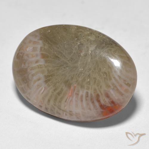 Coral Multicolorido Natural 12.89ct, oval, Translúcido