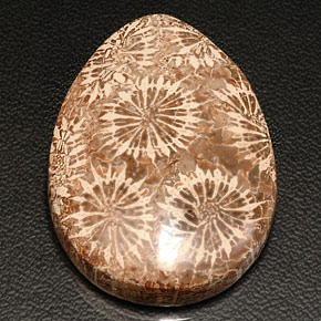 Coral fóssil multicolorido natural 42,11ct, formato de pêra, opaco