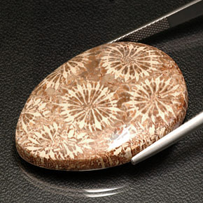 Coral fóssil multicolorido natural 42,11ct, formato de pêra, opaco