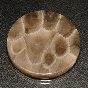 Coral fóssil multicolorido natural 18,94ct, corte redondo, opaco