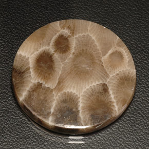 Coral fóssil multicolorido natural 18,94ct, corte redondo, opaco