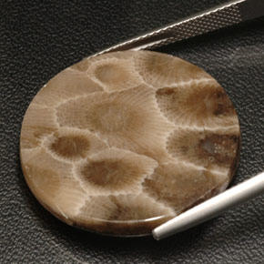 Coral fóssil multicolorido natural 18,94ct, corte redondo, opaco