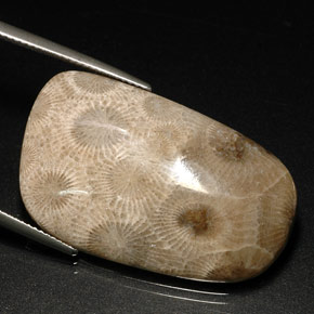 Coral fóssil multicolorido natural 31,46ct, forma extravagante, opaco