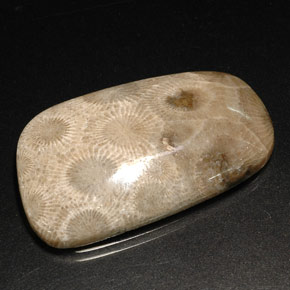 Coral fóssil multicolorido natural 31,46ct, forma extravagante, opaco