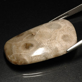 Coral fóssil multicolorido natural 31,46ct, forma extravagante, opaco