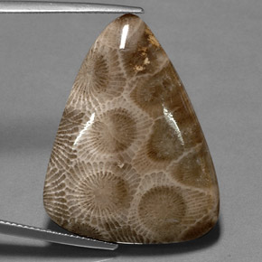 Coral fóssil multicolorido natural 28,03ct, forma extravagante, opaco