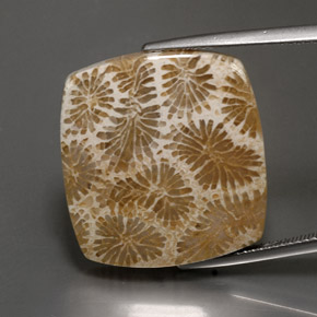 Coral fóssil Multicolorido Natural 24.22ct, Quadrado, Opaco